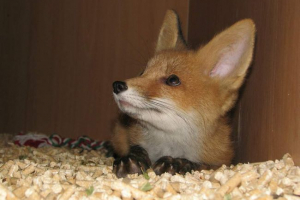 Nowosybirsk sives postanowił zbudować własne schronienia dla zwierząt Nowosybirsk sives postanowił zbudować własne schronienia dla zwierząt